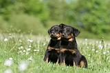 BEAUCERON - PUPPIES 346